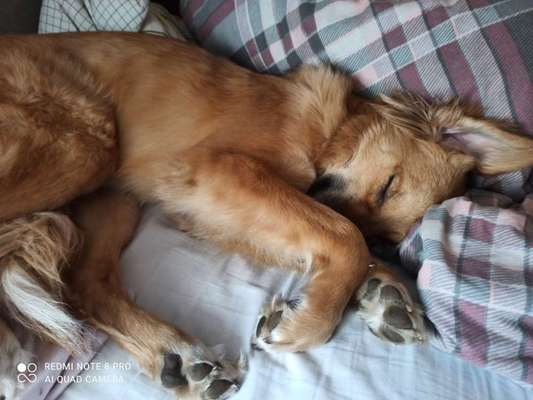 Hundetreffen-Gassi gehen und spielen mit ängstlichen Hund-Bild