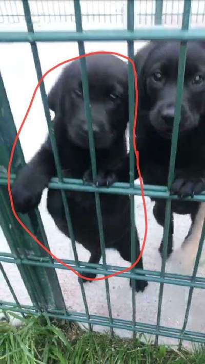 Welpen Bilder !-Beitrag-Bild