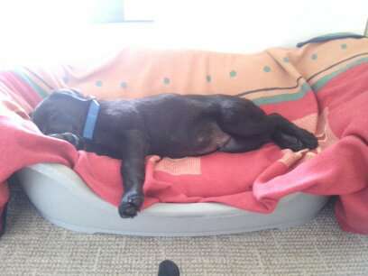 Labradorfans-Beitrag-Bild