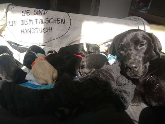 Welpen Bilder !-Beitrag-Bild