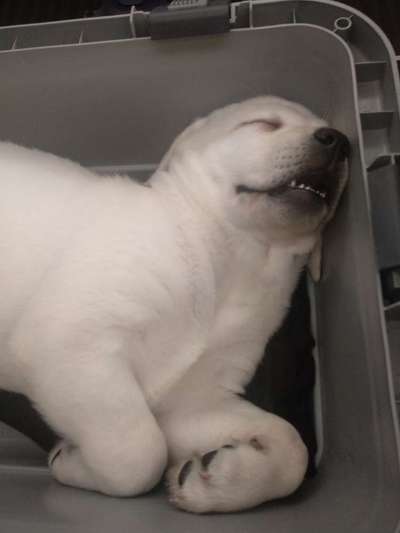 müde der kleine-Beitrag-Bild