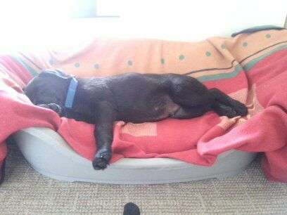 Welpen Bilder !-Beitrag-Bild