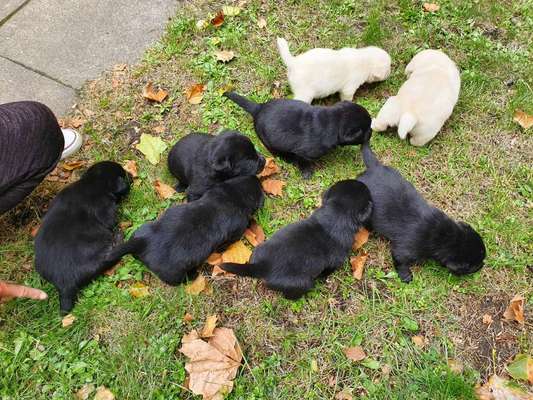 Labradorfans-Beitrag-Bild