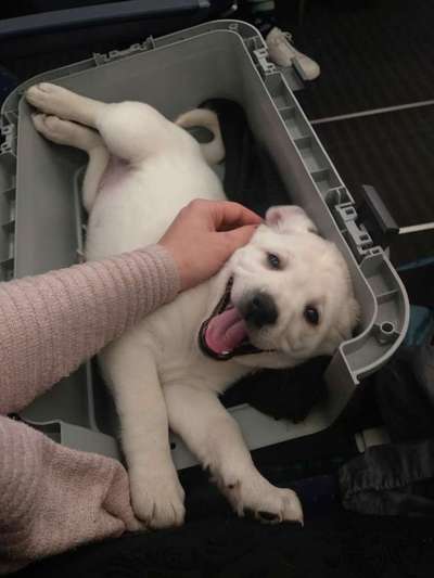 Labradorfans-Beitrag-Bild