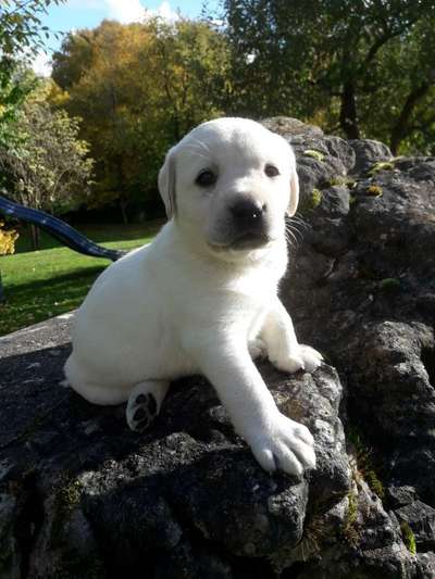 Welpen Bilder !-Beitrag-Bild