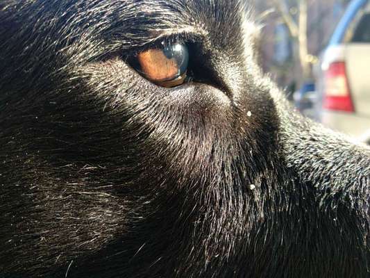 Labradorfans-Beitrag-Bild