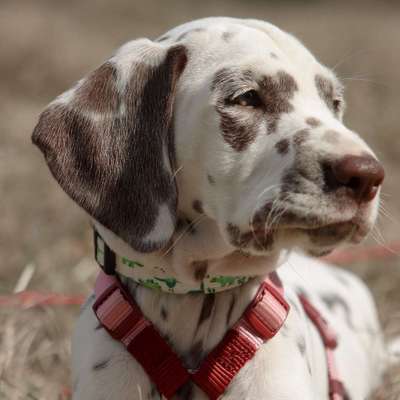 Hundetreffen-Welpen treffen-Bild