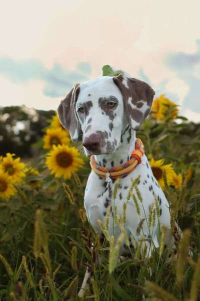 Hundetreffen-Gemeinsam Gassi und spielen-Bild