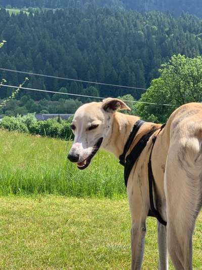 Whippet-Beitrag-Bild