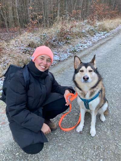 Hundetreffen-Gassi gehen (angeleint)-Bild