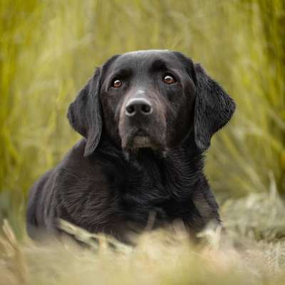 %{de_profession_title}-Hundefotografie-Bild