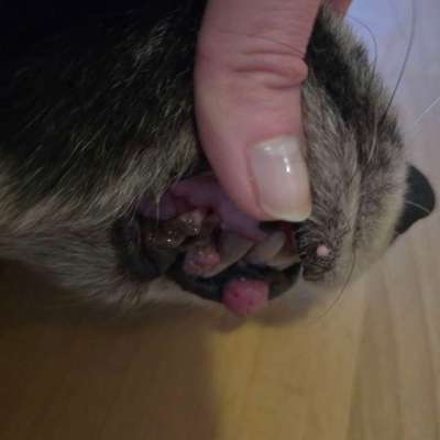 Tumor an der Lefze, kann man erkennen ob es ein gutartiger oder bösartiger ist?-Beitrag-Bild