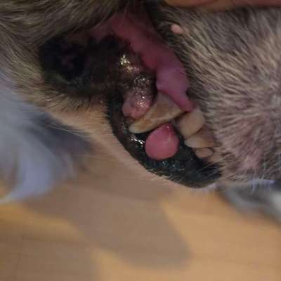 Tumor an der Lefze, kann man erkennen ob es ein gutartiger oder bösartiger ist?-Beitrag-Bild