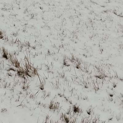 Hundetreffen-Ball werfen