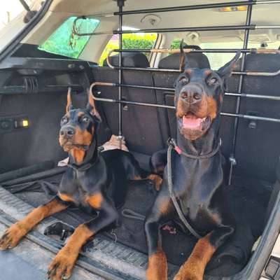 Hundetreffen-Gassitreffen,Spazieren gehen und Spiel-Bild