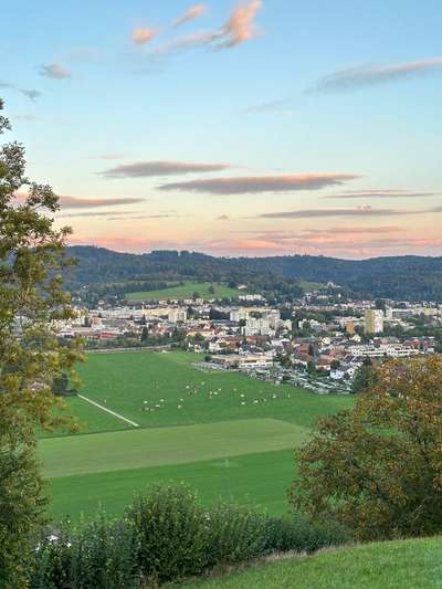 Hundetreffen-Hundetreff Zofingen-Bild