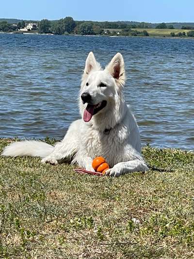Weisse Schäferhunde-Beitrag-Bild