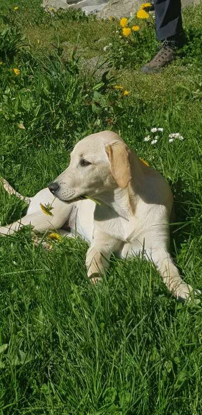 Welpen Bilder !-Beitrag-Bild