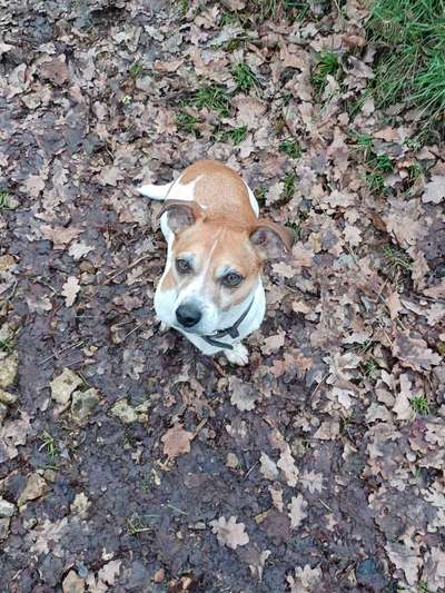 Hundetreffen-Grosse und kleine Spaziergänge-Bild