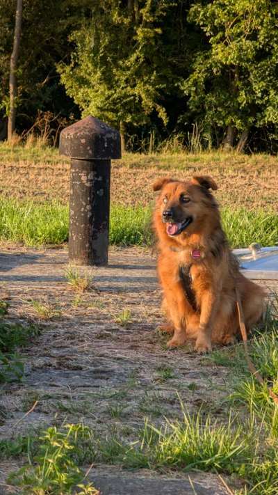 Hundetreffen-Hundebegegnungen/Sozialisierung-Bild