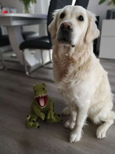 Wo sind die Golden Retriever Liebhaber?-Beitrag-Bild