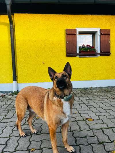 Hundetreffen-Gassi Runden, Wanderungen, spiel und tobe treffen.-Bild