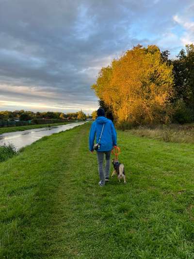 Hundeauslaufgebiet-Am Illerkanal-Bild