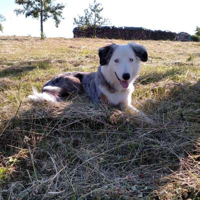 Hundetreffen-Gassi gehen