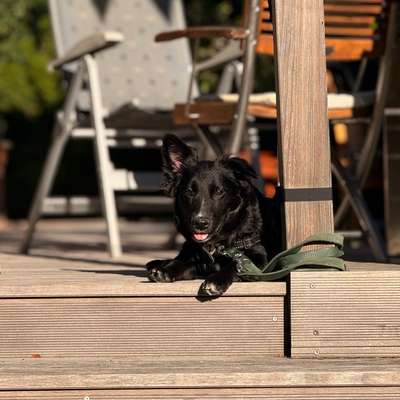 Hundetreffen-Begegnungskontakte gesucht!🐕🐕‍🦺🦮-Bild