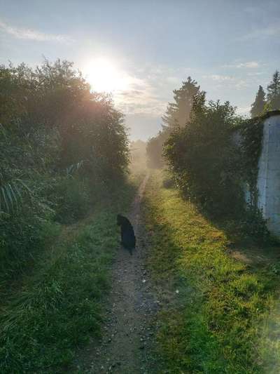 Die Dogorama Wochen Challenge-Beitrag-Bild