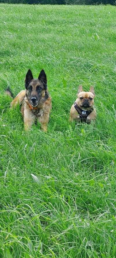 Dogorama Photo Challenge - Die besten Hundebuddys-Beitrag-Bild