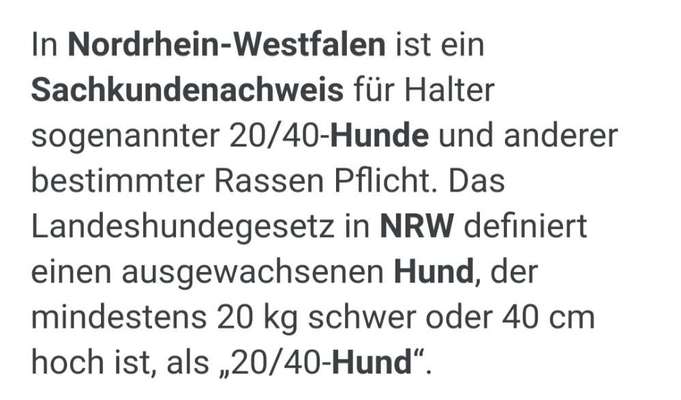 Hundeführerschein-Beitrag-Bild