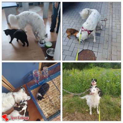 Hundetreffen-Spielrunden-Bild