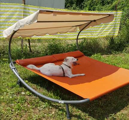 Hunde im Urlaub-Beitrag-Bild