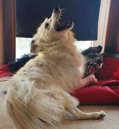 Lustigsten Grimassen von euren Hunden-Beitrag-Bild