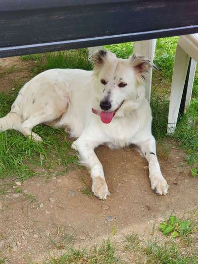 Sind hier Deutsch Kurzhaar/ Jagdhunde?-Beitrag-Bild