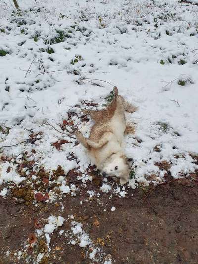 Die Dogorama Kalender Challenge Teil 2/4-Beitrag-Bild