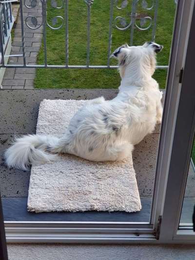 Gibt's hier noch mehr Border Collies???-Beitrag-Bild