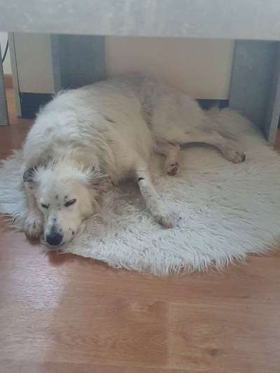 Welpenpreise-Beitrag-Bild