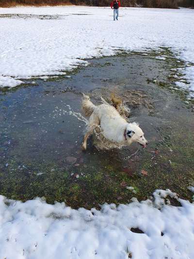 Dogorama-Monats-Challenge-Mai "Wasser"-Beitrag-Bild