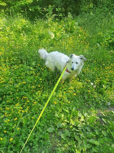 Die Dogorama Monats Challenge "Es grünt und blüht"-Beitrag-Bild
