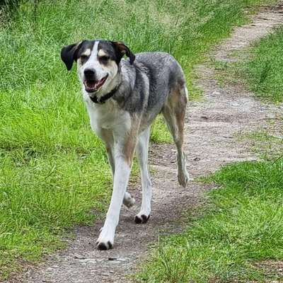 HSH abgeben?-Beitrag-Bild