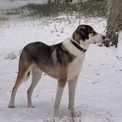 HSH - Rasse und zu erwartende Größe?-Beitrag-Bild