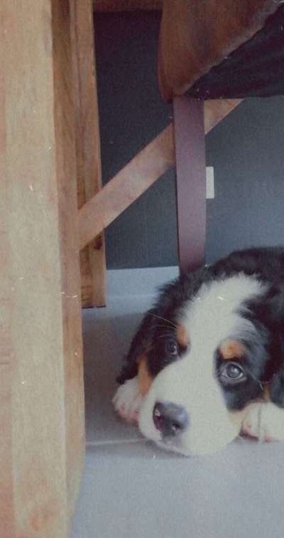 Welpen Bilder !-Beitrag-Bild