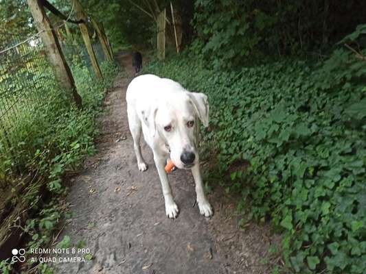 Hunde mit Behinderung-Beitrag-Bild