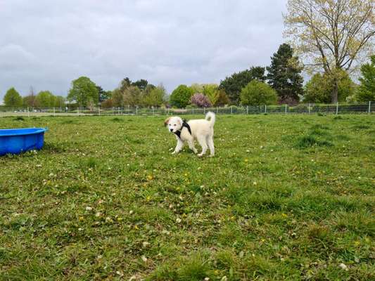 Hundeauslaufgebiet-Troisdorf-Spich-Bild