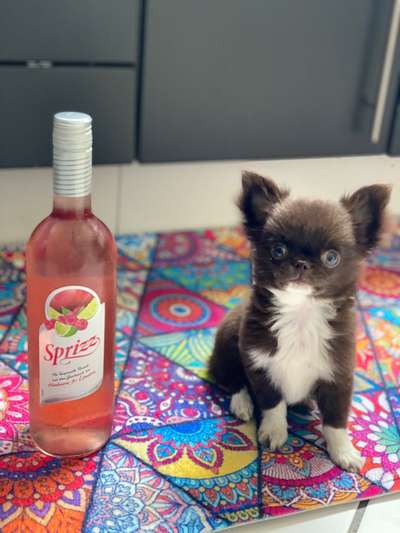 Hundetreffen-Welpen Mini Hunde Treffen in LK. Dachau-Bild