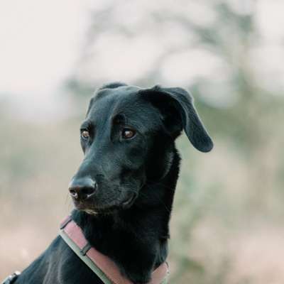 Hundetreffen-Entspannter Spaziergang im Kölner Stadtwald-Bild