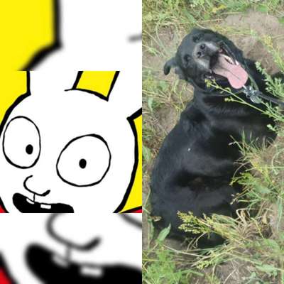 Wie heißt dein Hund?-Beitrag-Bild