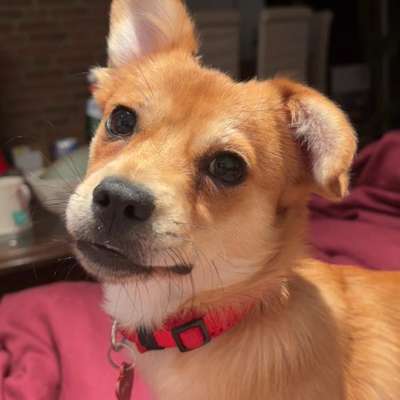 Hundetreffen-Spiel- oder Gassipartner gesucht 🐾🐶-Bild